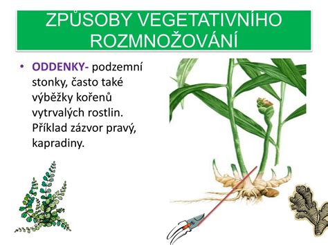 Ilustrace vegetativního rozmnožování rostlin pomocí šlahounů, cibulí a oddenků