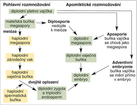 Schéma pohlavního rozmnožování s vyznačením samčích a samičích pohlavních buněk a vznikem zygoty