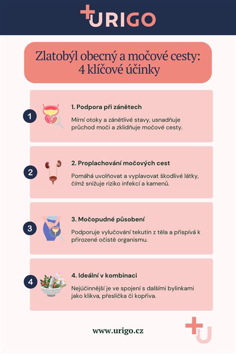 Infografika zobrazující alternativní cesty po nepřijetí na VŠ