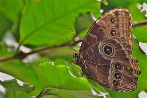 Motýl z řádu Lepidoptera