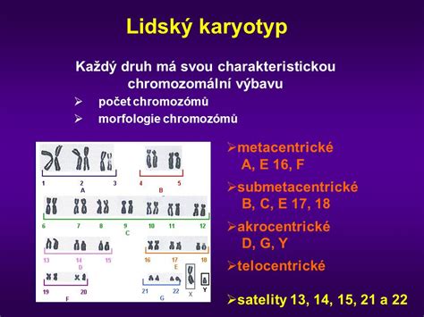 Chromozomální mapa