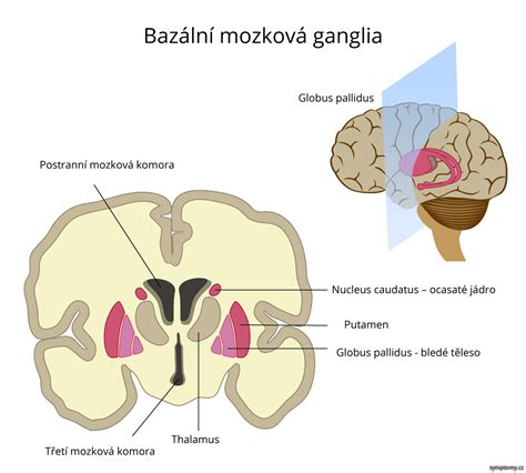 Schéma okruhů bazálních ganglií s přímou a nepřímou drahou