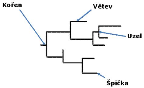 Fylogenetický strom lišejníků s vyznačenou velikostí genomu