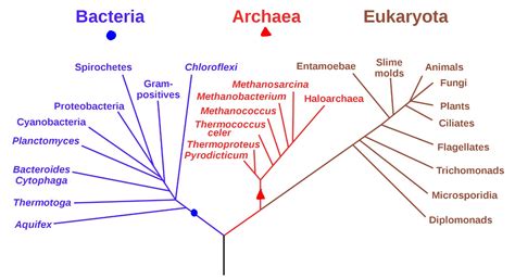 Fylogenetický strom života ukazující tři domény: Bacteria, Archaea, Eukarya