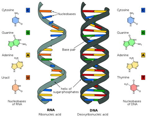Struktura DNA a RNA