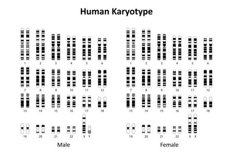 Lidský karyotyp