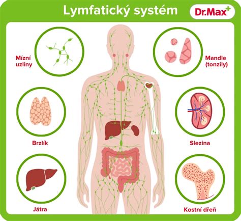 Schéma lymfatického systému s vyznačenými uzlinami