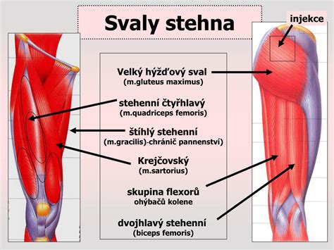 Ilustrace svalů stehna