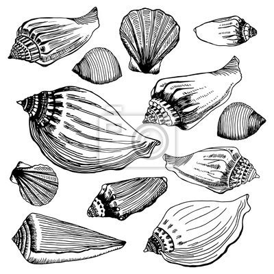 Ilustrace mušlí kauri jako platidla