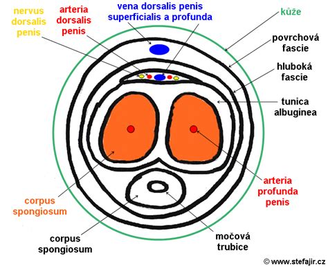 Anatomie penisu