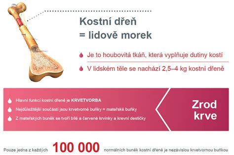 Infografika o darování kostní dřeně