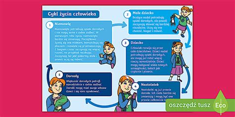Infografika o životním cyklu veverky