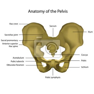 Anatomie pánve