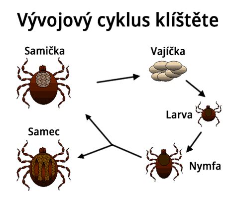 Ilustrace cyklu klíštěte