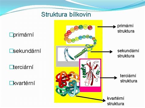 Struktura bílkovin: primární, sekundární, terciární a kvartérní