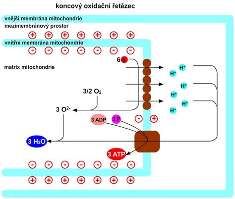 Schéma dýchacího řetězce v mitochondriích