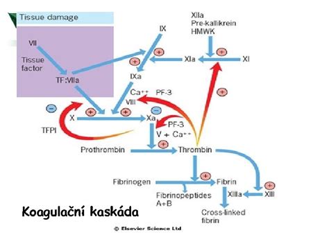 Kaskáda koagulačních faktorů