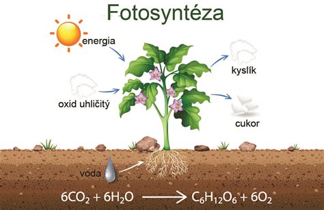 Proces fotosyntézy v rostlinách