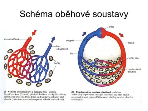 Schéma oběhové soustavy