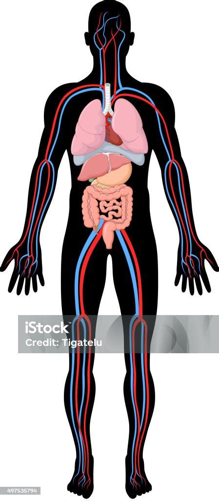 Ilustrace anatomie lidského těla