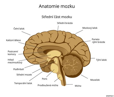 Mapa mozku s vyznačenými oblastmi odpovědnými za pohyb
