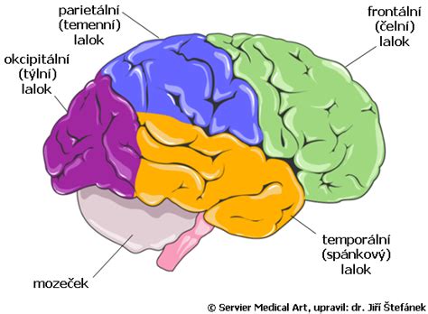 Ilustrace lidského mozku s vyznačenými oblastmi spojenými s emocemi a kognitivními funkcemi