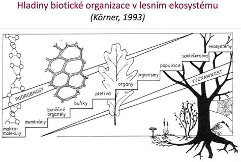 Schéma ekosystému s biotickými a abiotickými faktory