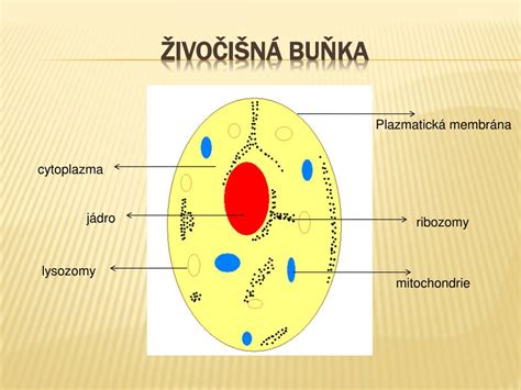Ilustrace rostlinné buňky a jejích organel