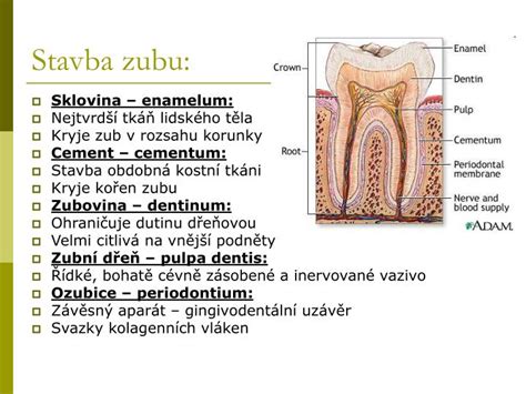 Struktura zubní tkáně