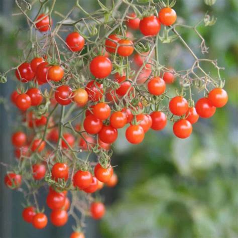Odrůda rajčete Black Krim s typickými tmavými plody