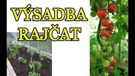 Schéma výsadby rajčat s doporučeným sponem