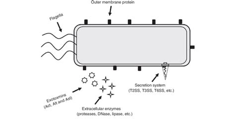 Diagram znázorňující faktory virulence Aeromonas