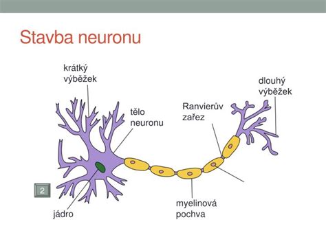 Stavba lidského neuronu