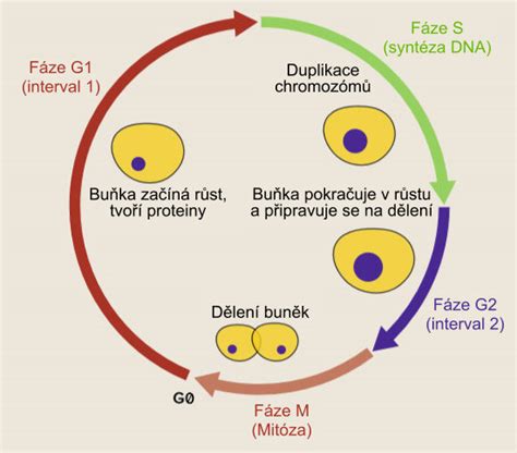 Fáze buněčného dělení