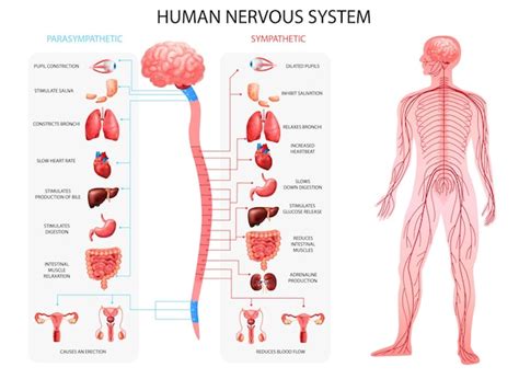 Schematický nákres sympatického a parasympatického nervového systému