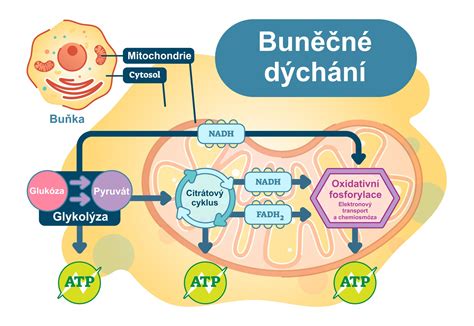Schéma buněčného dýchání