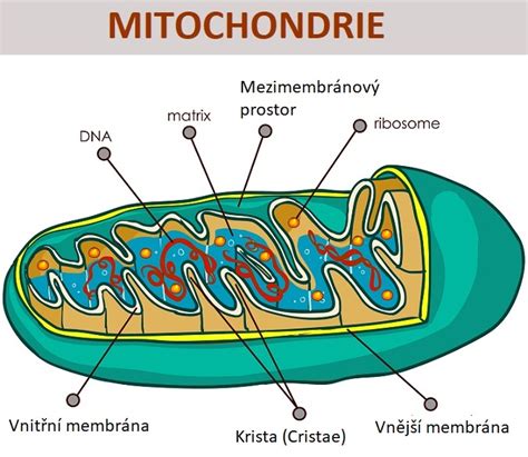Struktura mitochondrie