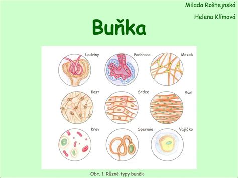 Různé typy buněk