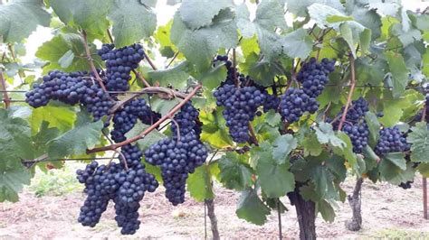 vinice a hrozny