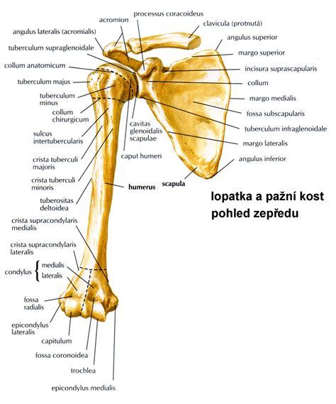 Anatomie lopatky