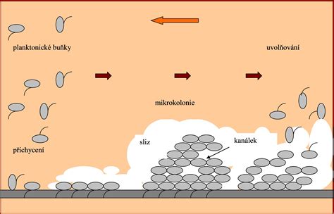 Schéma detekce a eradikace biofilmu