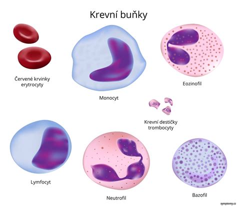Infografika zobrazující hlavní krevní buňky a jejich funkce