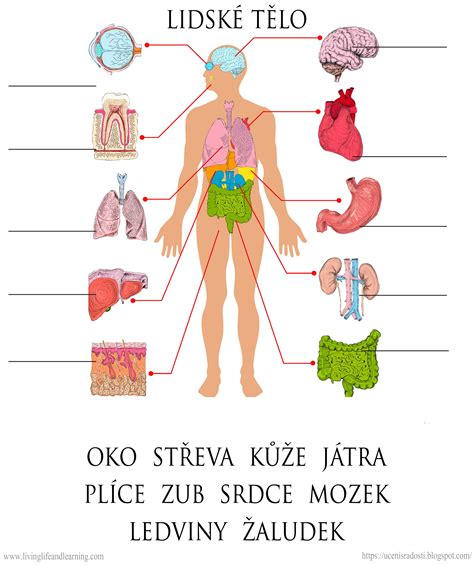 Rozložení lidského těla s vyznačenými orgány