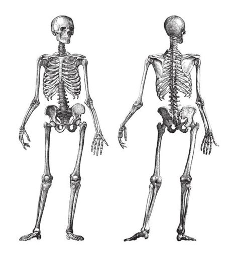 lidská kostra s vyznačenými antropometrickými body
