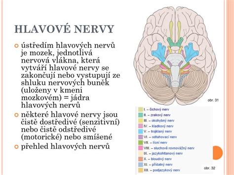 Schéma hlavových nervů