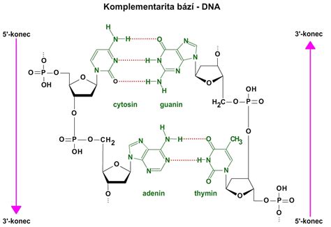 Štruktúra molekuly DNA